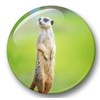 Merchandise for Fans 01 Fridge Magnets Meerkat Set of 6