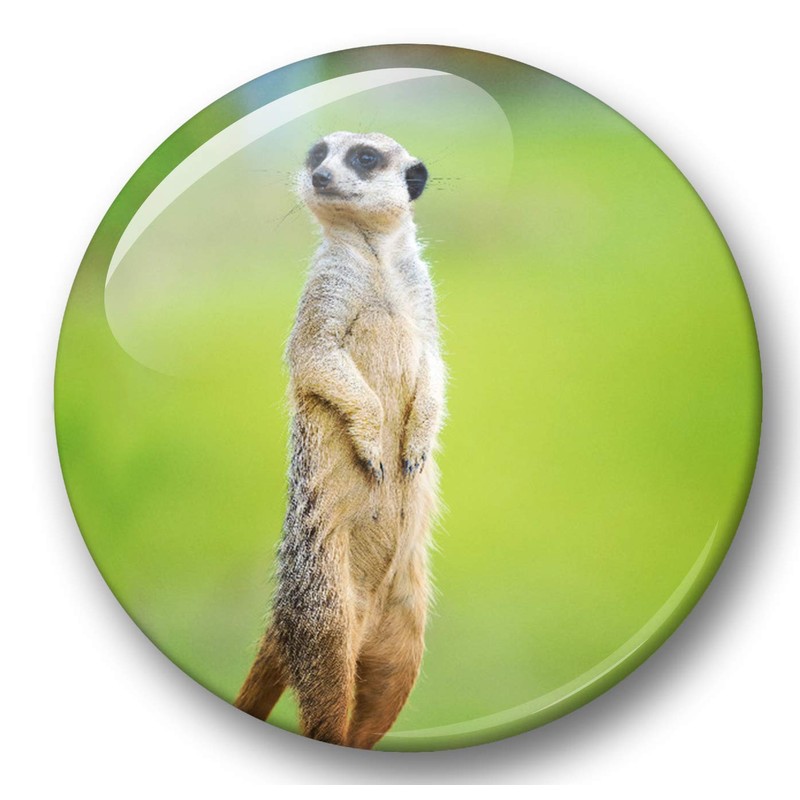 Merchandise for Fans 01 Fridge Magnets Meerkat Set of 6