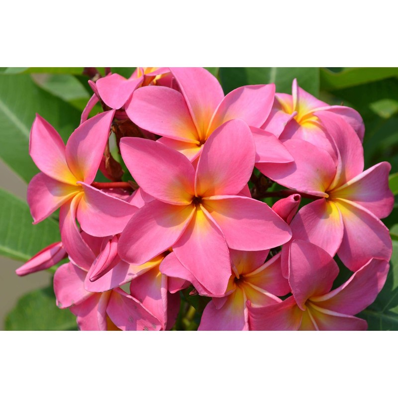 Hawaiian Frangipani Plumeria Plant Cuttings 4Pk H5