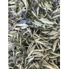 FRESH & WET California YERBA SANTA Loose Clusters For Smudge