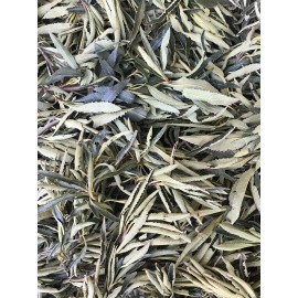 FRESH & WET California  YERBA SANTA Loose Clusters For Smudge (1LB) Free Ship