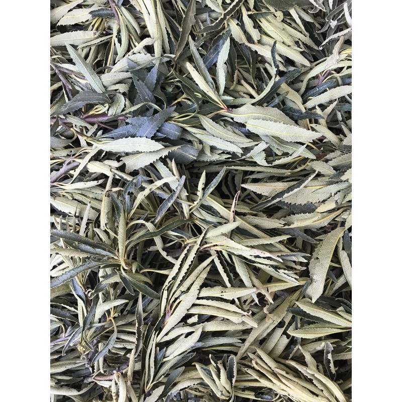 FRESH & WET California YERBA SANTA Loose Clusters For Smudge