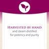 Natural Factors, Oil of Oregano 180 mg, Helps Maintain Good