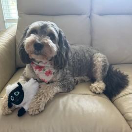 SPOT Baa Baa Black Sheep Plush Dog Toy - Cute and Cuddly Fleece Toy with Squeaker for Small to Medium Dogs and Puppies, 11in Black and White Lamb