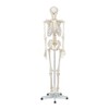 Buddy the Budget Skeleton-1021930 - Human Skeleton Anatomical Model -