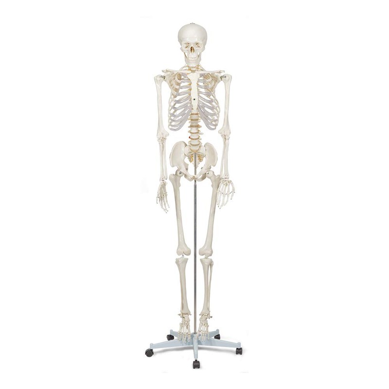 Buddy the Budget Skeleton-1021930 - Human Skeleton Anatomical Model -