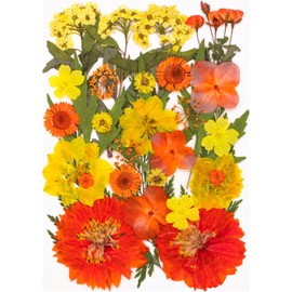 Juego de Hojas de Flores secas prensadas Naturales para Hacer Velas, Arte de Resina, marcadores, Manualidades, álbumes de Recortes, Kits de Flores y Hojas prensadas Naturales