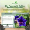 Outsidepride Blue Picotee Morning Glory Seeds - 100 Pcs. Annual,
