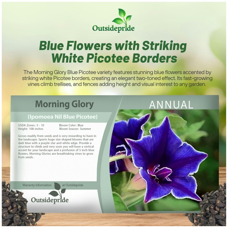 Outsidepride Blue Picotee Morning Glory Seeds - 100 Pcs. Annual,