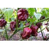 Jamaican Chocolate Habanero Pepper Seeds 10+ Seeds