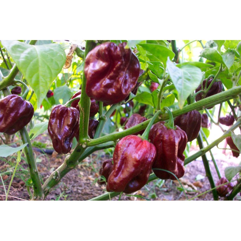 Jamaican Chocolate Habanero Pepper Seeds 10+ Seeds