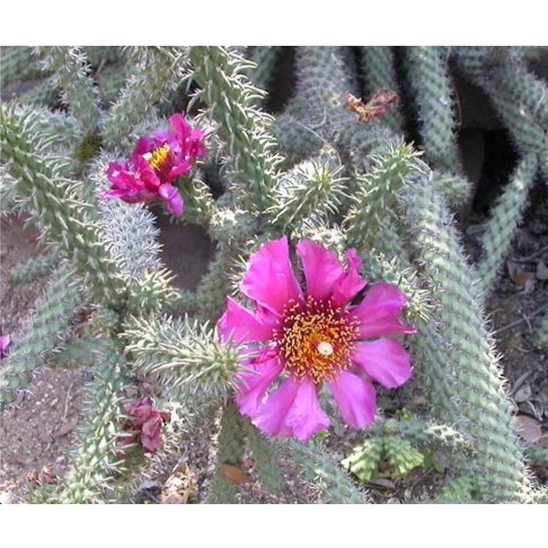 Cane Cholla Cactus (Cylindropuntia spinosior) - Live Plant Cutting -