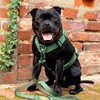 Spark Paws No-Pull Dog Harness - Designed for Safety and