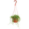 Shop Succulents String of Bananas Hanging Succulent, Fully Rooted Live