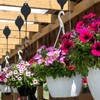 KINGLAKE 2 Pcs Retractable Hanging Basket Pulley System, Hanging Basket