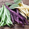 NIKA SEEDS - Seeds Vegetable Bean Cluster Mix - 30