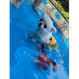 Funny Dog Swimwear Bikini Summer Dog Clothes Beach Swimsuit Puppy Bathing Suit Puppy Vest Cooling Pet Shirt for Small Dogs, Cat Apparel (XX-Large, Yellow Pineapple)