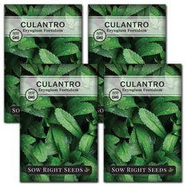 Sow Right Seeds - Culantro Seeds for Planting - Non-GMO Heirloom Packet with Instructions to Grow a Kitchen Herb Garden - Great Addition to Your Cooking - Unique and Zesty Herb from Puerto Rico (4)