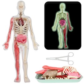 SUQ Science Can Human Body Model for Kids, Human Torso Anatomy Model, Removable Human Body Science Kit for Kids Boys Girls Age 6+, Noctilucent DIY