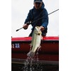 CullShad 6in Box-HB Blue Shad