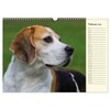 Beagle - Heart on 4 Paws (Wall Calendar 2025 DIN
