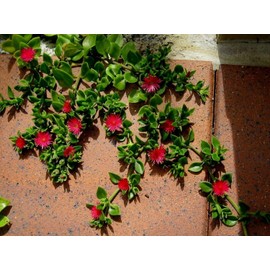 Baby Sun Rose | 10 Live Plants | Aptenia Cordifolia | Ground Cover Succulent | Easy Care Indoor Outdoor