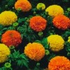 GardeningTreasures 75+ Giant Crackerjack Mix Marigold seeds