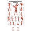 Sport-Tec Deep Muscle Layers Back Mini Poster Anatomy 34 x