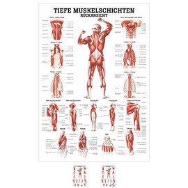 Sport-Tec Deep Muscle Layers Back Mini Poster Anatomy 34 x 24 cm
