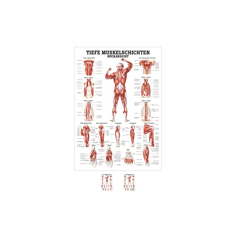 Sport-Tec Deep Muscle Layers Back Mini Poster Anatomy 34 x
