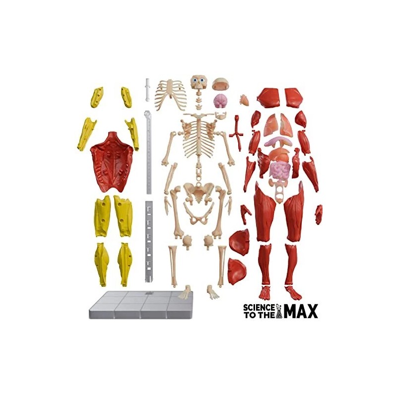 Be Amazing! Toys Interactive 3D Human Body Puzzle Model STEM