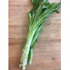 TomorrowSeeds - Summer 38 Celtuce (Stem Lettuce) Seeds - 1500+