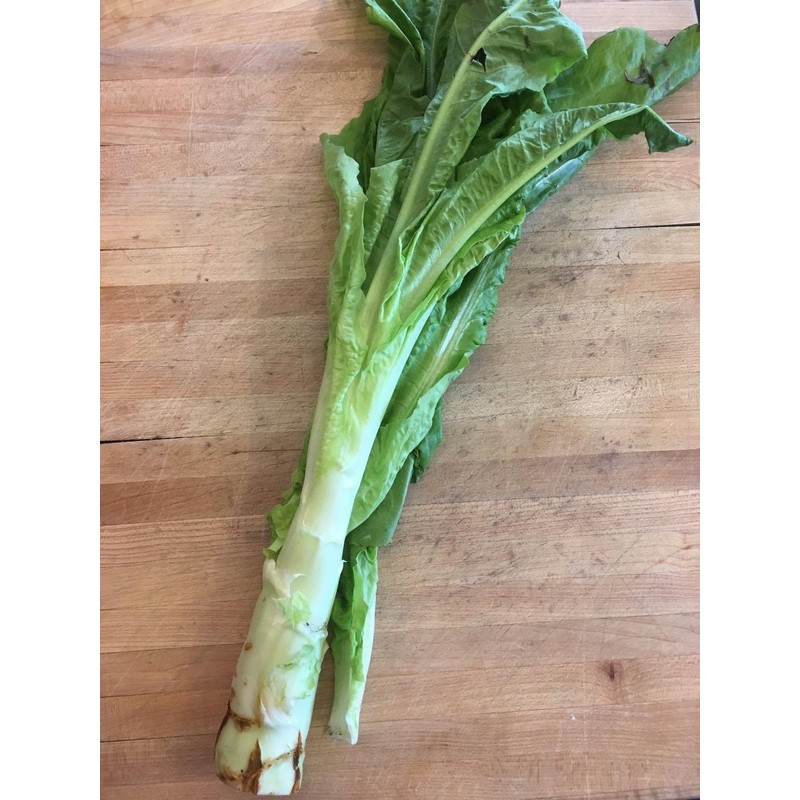 TomorrowSeeds - Summer 38 Celtuce (Stem Lettuce) Seeds - 1500+