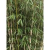 Large Fargesia 'Rufa' Sunset Glow Bamboo 3'-4' Size Plant.