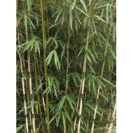 Large Fargesia 'Rufa' Sunset Glow Bamboo 3'-4' Size Plant.