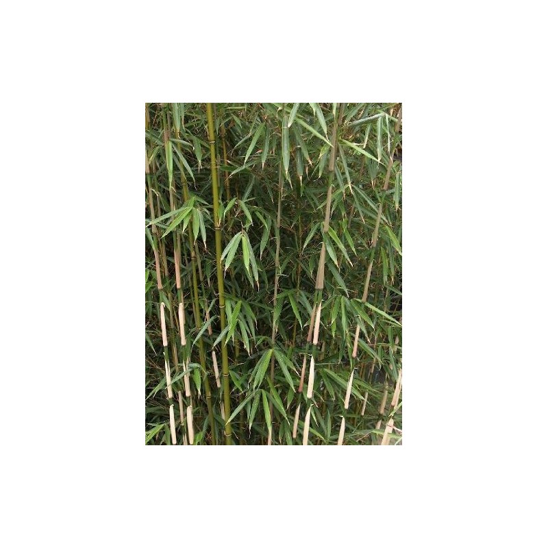 Large Fargesia 'Rufa' Sunset Glow Bamboo 3'-4' Size Plant.