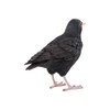 Pflanzen Kölle Iron Blackbird, Black, Approx. 17 x 6 x