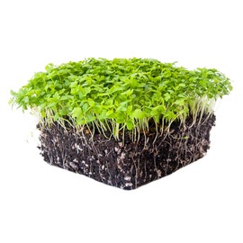 Celery Microgreens Seeds - 5 lb. Bulk - Non-GMO Celery Micro Green Seeds for Planting - Micro-Greens Seeds for Commercial and Home Gardening - Robust, Bright Flavor - Celery Sprouting Seeds