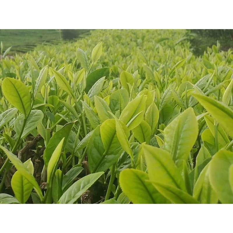 Da Li Shu Green Tea - Yellow Pack - Loose