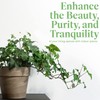 American Plant Exchange English Ivy – Live 6-Inch Potted Trailing