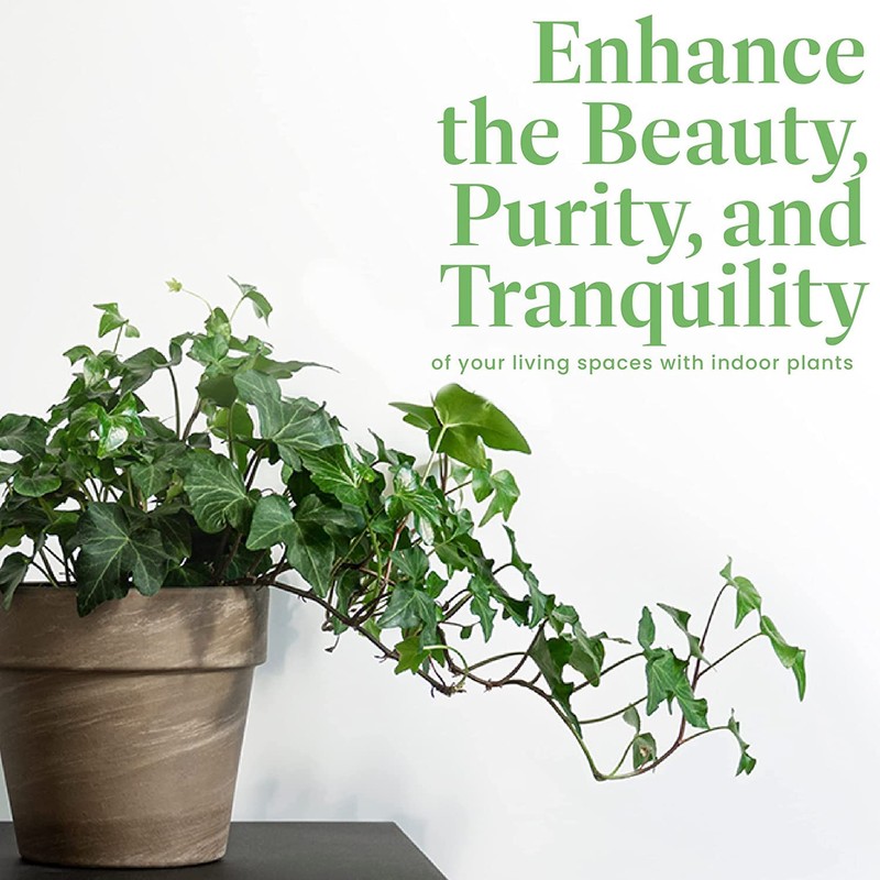 American Plant Exchange English Ivy – Live 6-Inch Potted Trailing