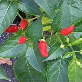 Malagueta Hot Peppers Seeds (25 Seeds) Pepper Seeds for Planting, Greenhouse, Patio, Lawn & Garden