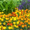 The Old Farmer's Almanac Petite Mixture Marigold Seeds - Premium