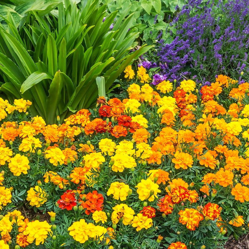 The Old Farmer's Almanac Petite Mixture Marigold Seeds - Premium
