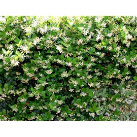 Star Jasmine | 2 Extra Large 3 Gallon Plants | Trachelospermum Jasminoides | Fragrant Climbing Vine | Ideal for Trellises and Arbors