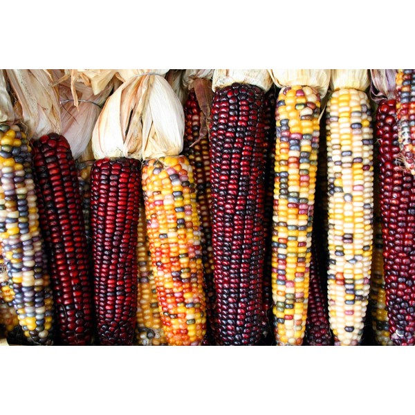 Indian Corn (6-7 Full Ears) NOT Seeds-with Husk on Ears