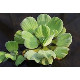 Water Lettuce | Live Floating Pond Plants for Water Gardens (9 Water Lettuce)