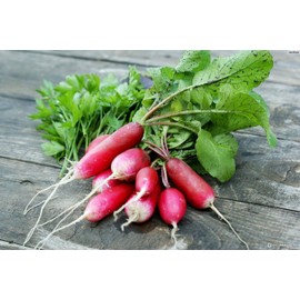 Seeds Radish French Breakfast 20 Day Heirloom Vegetable for Planting Non GMO