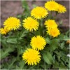 Seed Needs, Dandelion Seed Collection (3 Individual Packets) Non-GMO