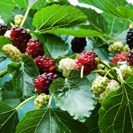 Illinois Mulberry Tree Live Plant 5 to 8 Inch Height, Everbearing Mulberry Bush Live Plant to Grow, Black Mulberry Plant Live